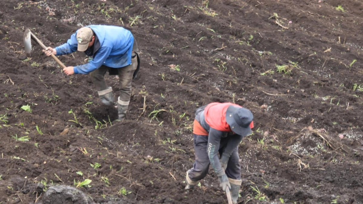 Pequeños productores del agro acceden a créditos respaldados por $ 827 millones con garantías digitales