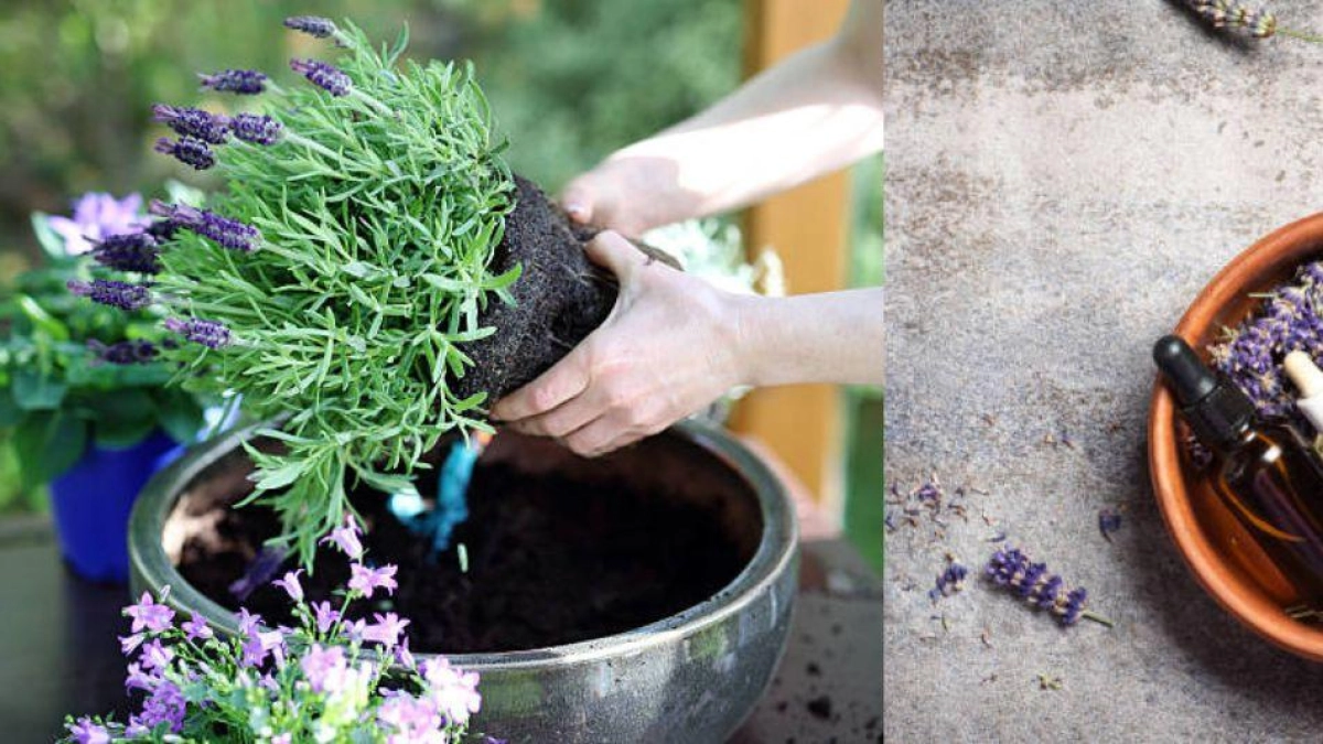 Lavanda: ¿en dónde colocar esta planta aromática para alejar las malas energías, según el Feng Shui?