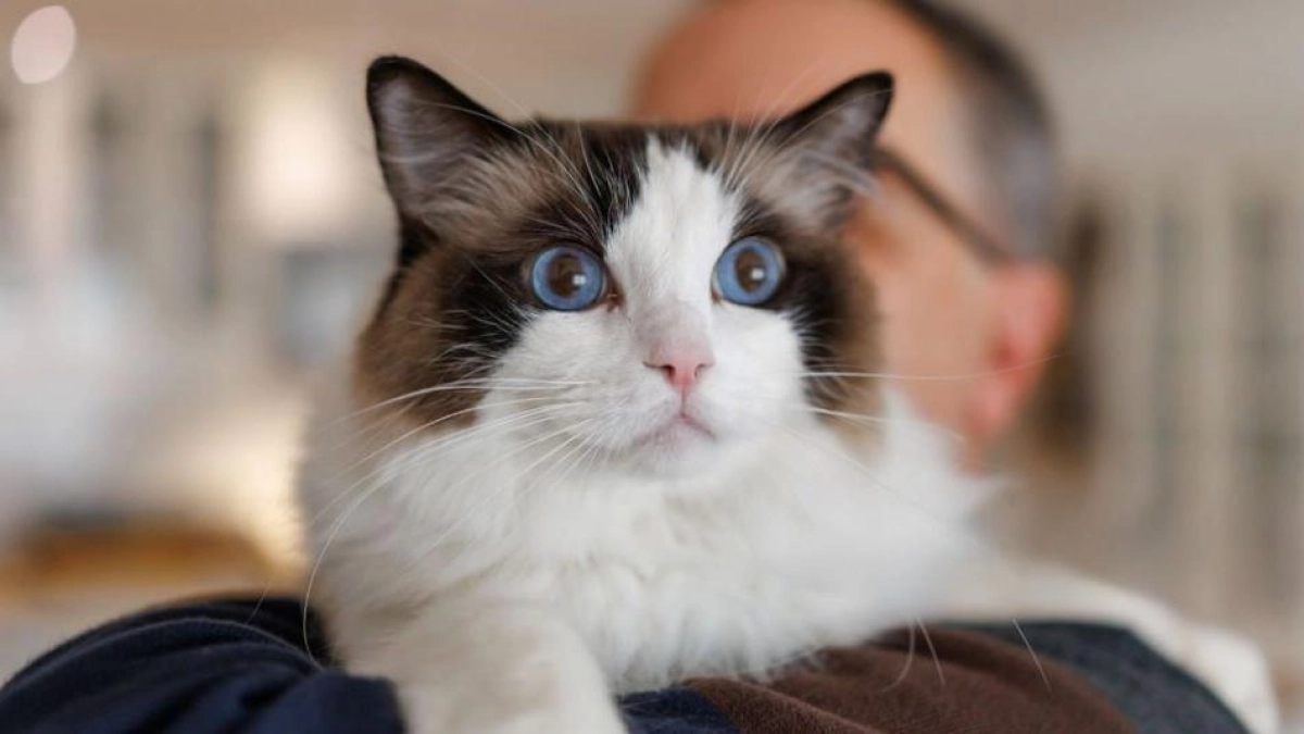 Cuáles son las razas de gatos más sociables, según la ciencia