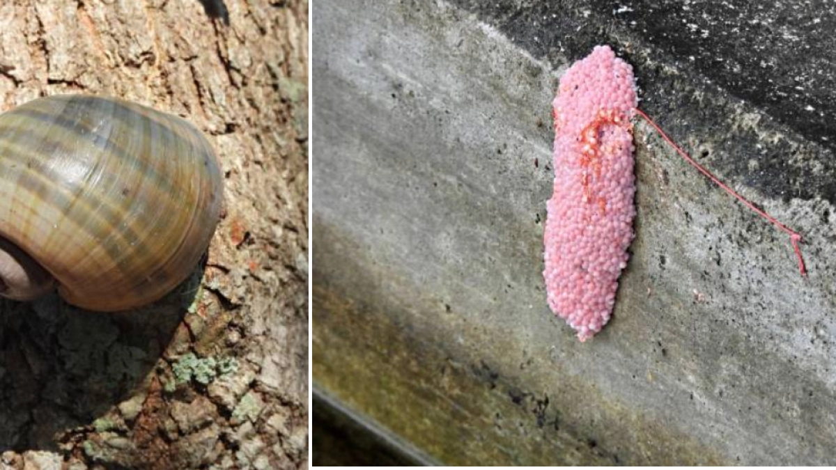 Si encuentra estos huevos rosados en su jardín, recomiendan no manipularlos: ¿por qué son un 'asesino' de plantas?