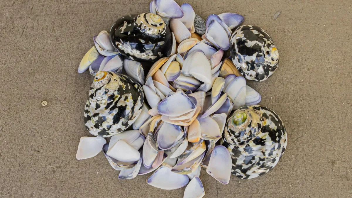 ¿Se ha llevado de recuerdo conchas o estrellas de mar cuando sale de viaje? Estas son las multas que puede acarrear al extraerlas de su ecosistema