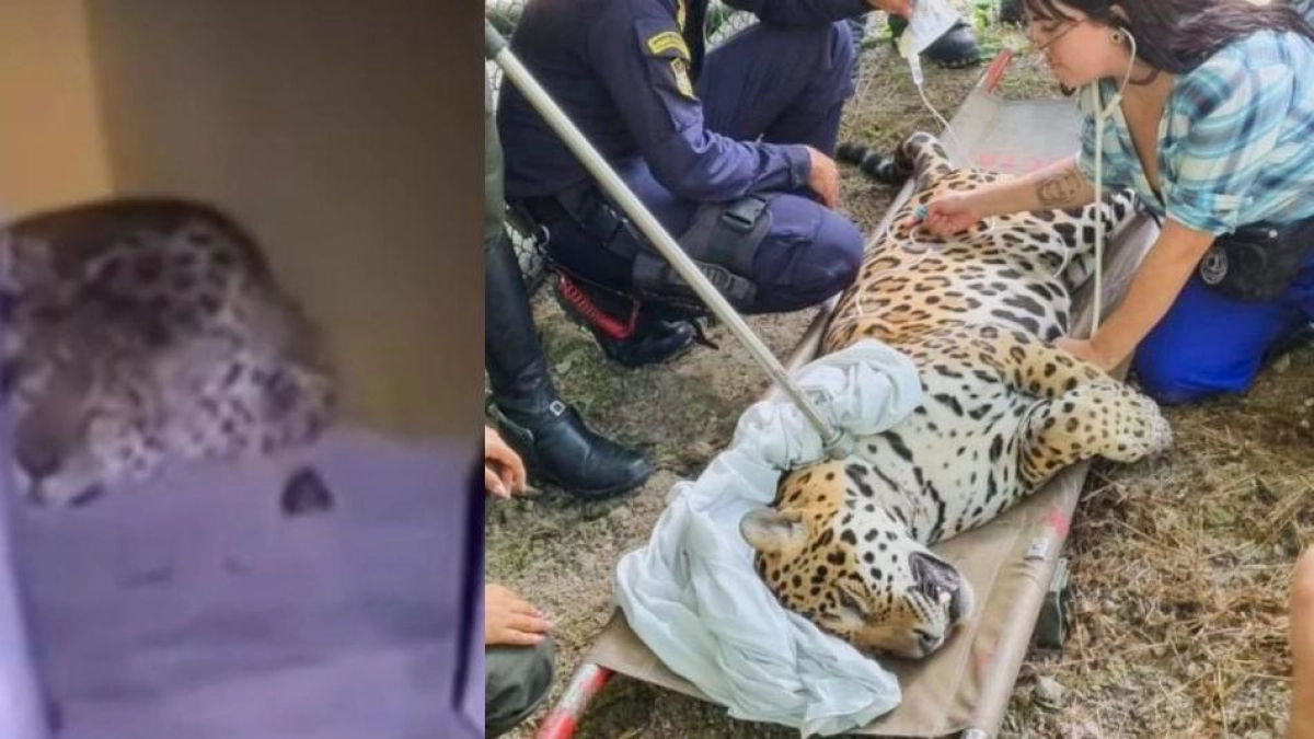 En video quedó captado jaguar durmiendo y recorriendo las instalaciones de la Universidad Nacional, sede Amazonía; esto se sabe de su estado de salud
