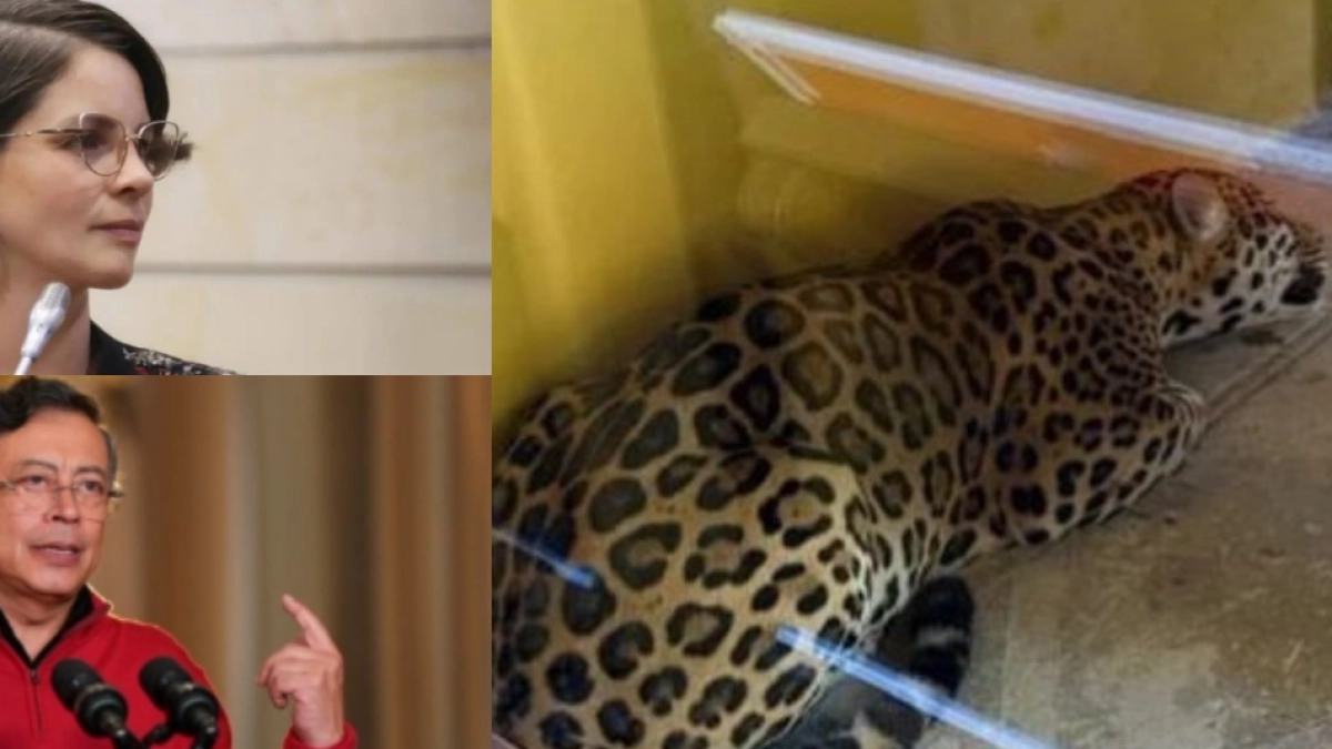 Senadora animalista Andrea Padilla responde a presidente Petro sobre el jaguar que apareció en Universidad Nacional en Amazonas: 'No diga bobadas'