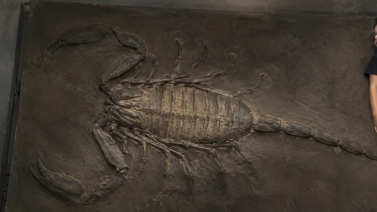 Descubren al escorpión gigante jamás conocido: era tan grande como un niño y pasó 150 años sin ser identificado