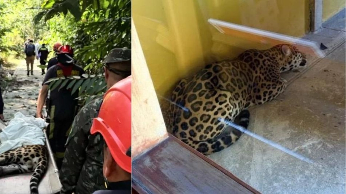 Jaguar de 110 kilos rescatado en la Universidad Nacional Sede Amazonia se escapó de su recinto en la madrugada de este jueves 18 de junio