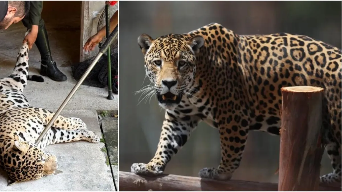 Corpoamazonia revela la posible causa de la fuga del jaguar en Leticia: altos niveles de estrés por la pólvora habrían provocado el escape del felino