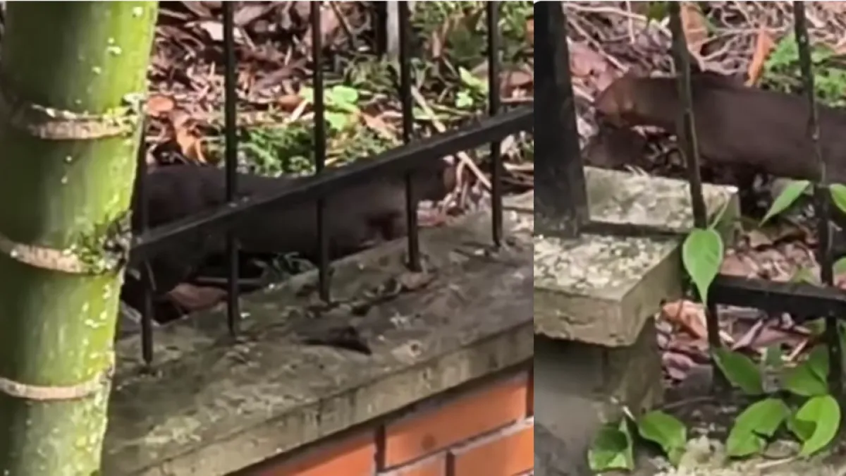 Video | Puma yaguarundí fue visto en un barrio de Armenia, Quindío, y causó sorpresa entre los vecinos: autoridades piden no agredirlo