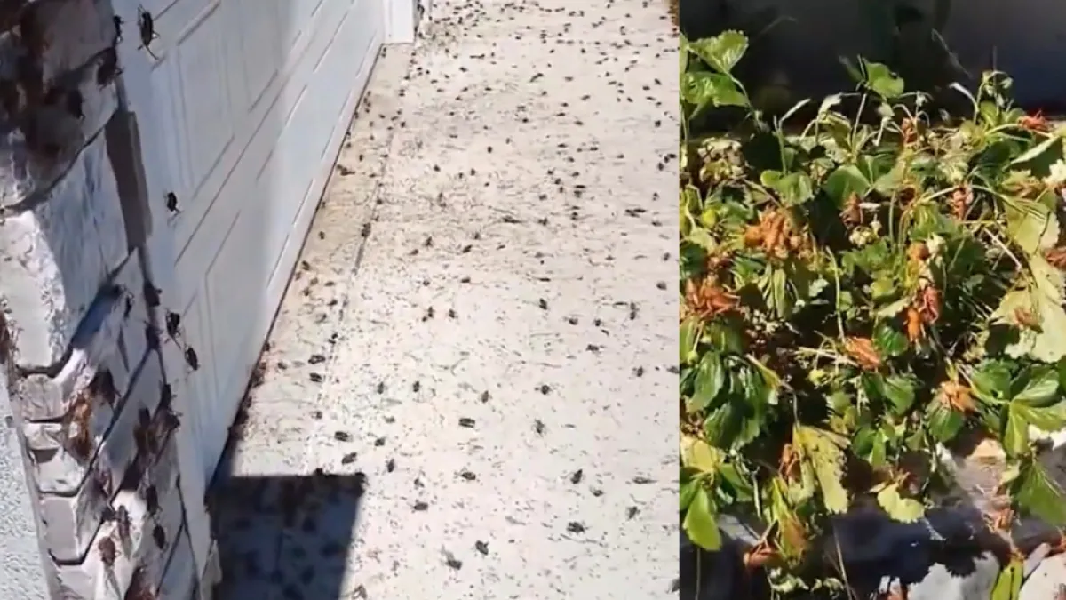 Plaga de grillos 'caníbales' invadió Estados Unidos y muchos lo relacionan con la Biblia