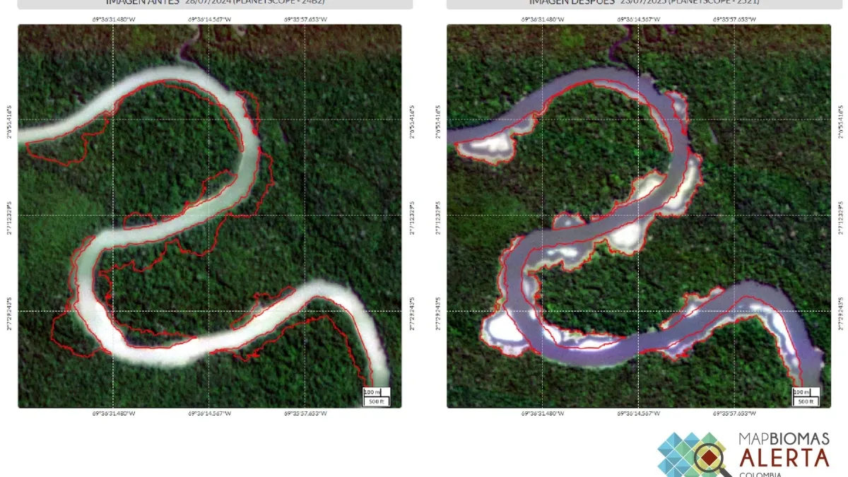 El oro está destruyendo la selva: imágenes satelitales revelan avance de la minería aurífera en el río Puré, ecosistema clave de la Amazonia