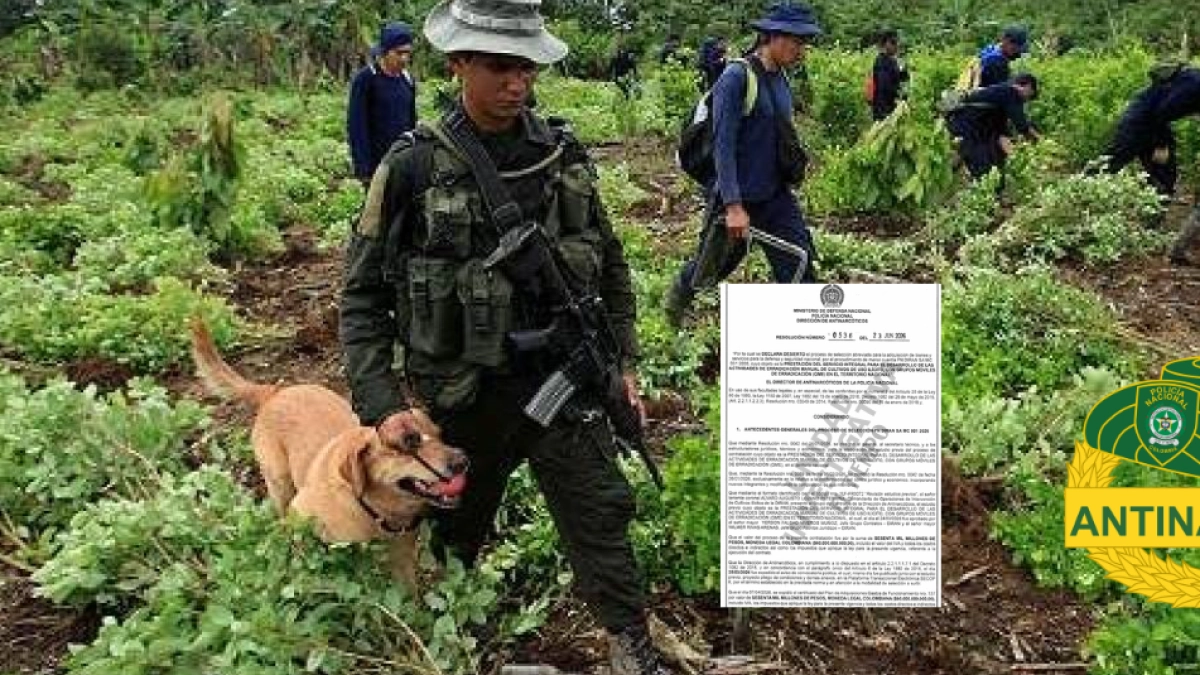 Policía declara desierto por segunda vez millonario contrato de erradicación manual de narcocultivos: hay denuncias de maniobras dilatorias