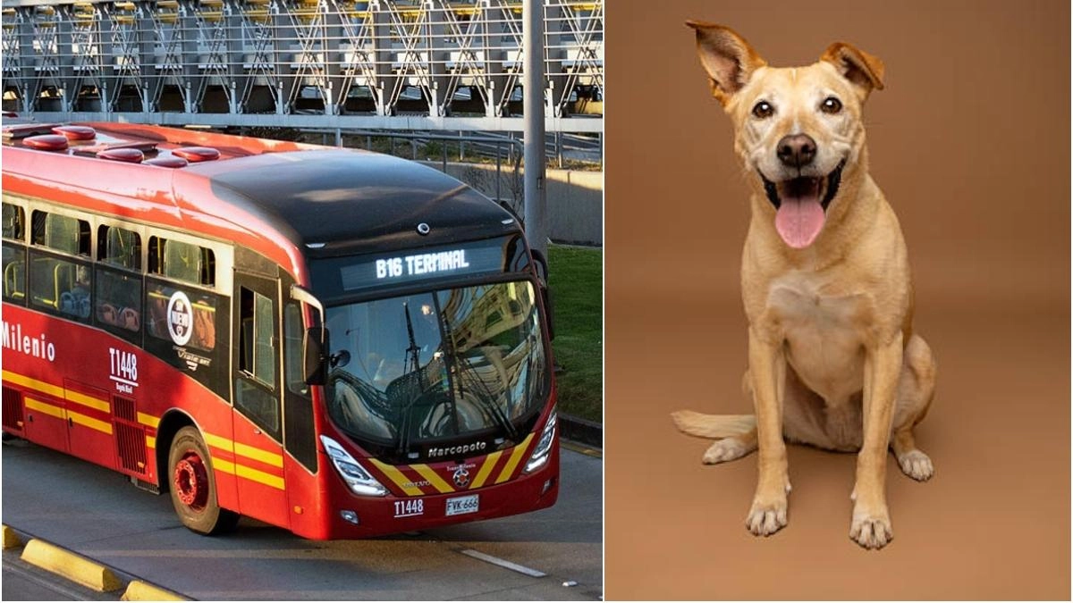 ¿Viaja con su mascota en TransMilenio? Esto es lo que debe tener en cuenta para evitar inconvenientes en el transporte en Bogotá