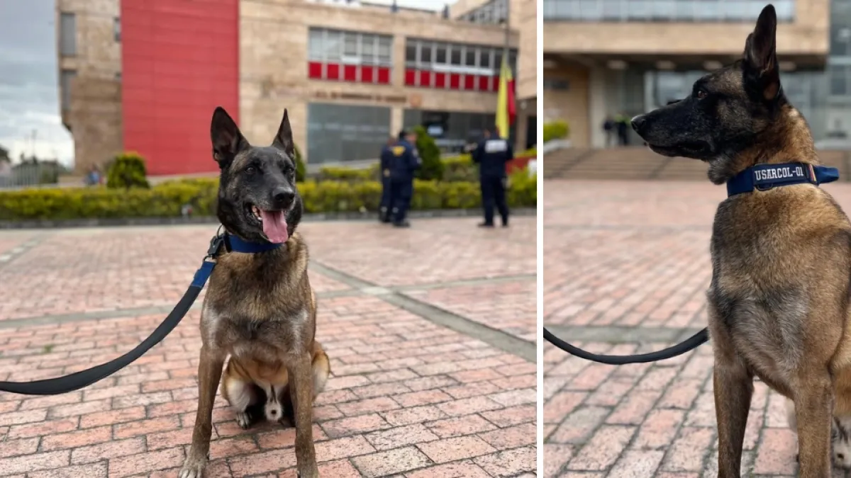 Conozca a Dastan, el perro bombero que viajará a Venezuela tras fuertes terremotos y es experto en encontrar personas bajo escombros: habla guía