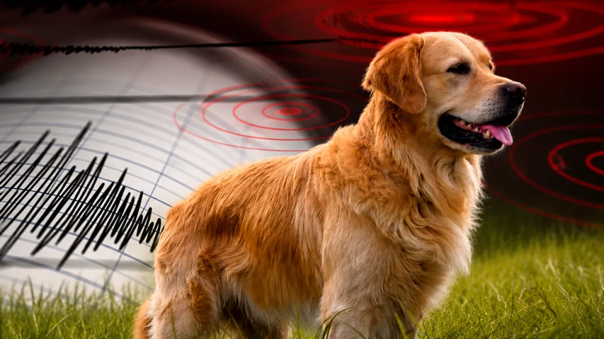 ¿Pueden los animales predecir los terremotos? La ciencia analizó 130 especies y encontró algo inesperado