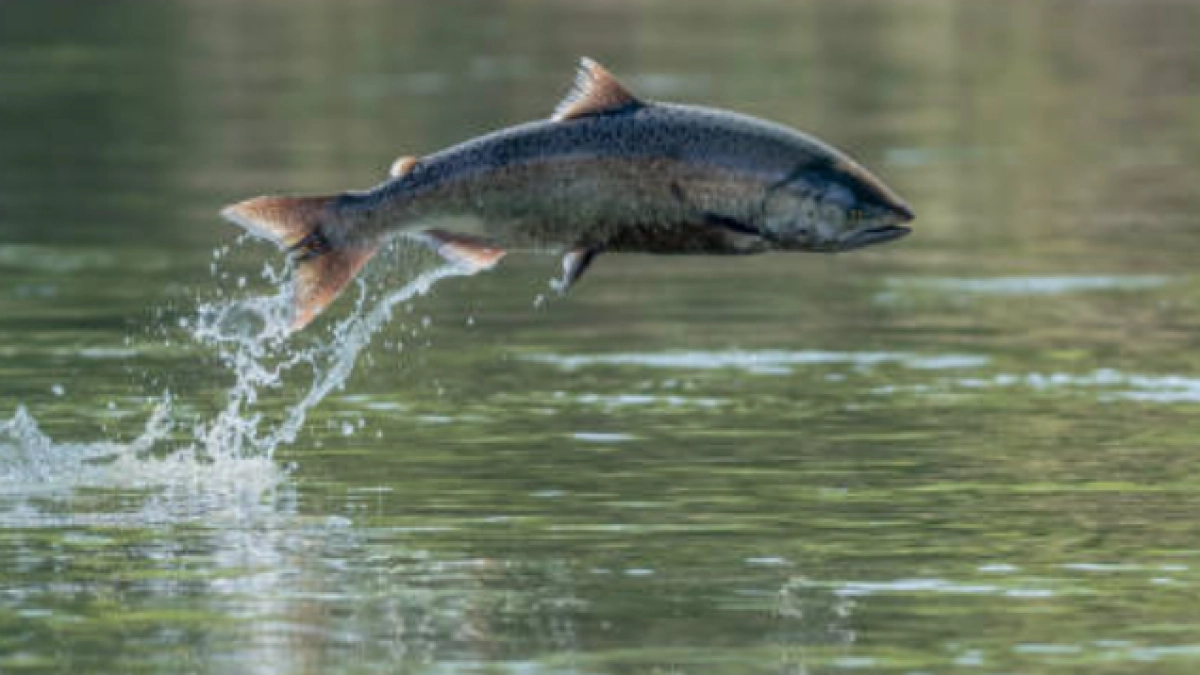 ¿Por qué quieren prohibir la pesca de salmón en España? Científicos alertan por la disminución de sus poblaciones