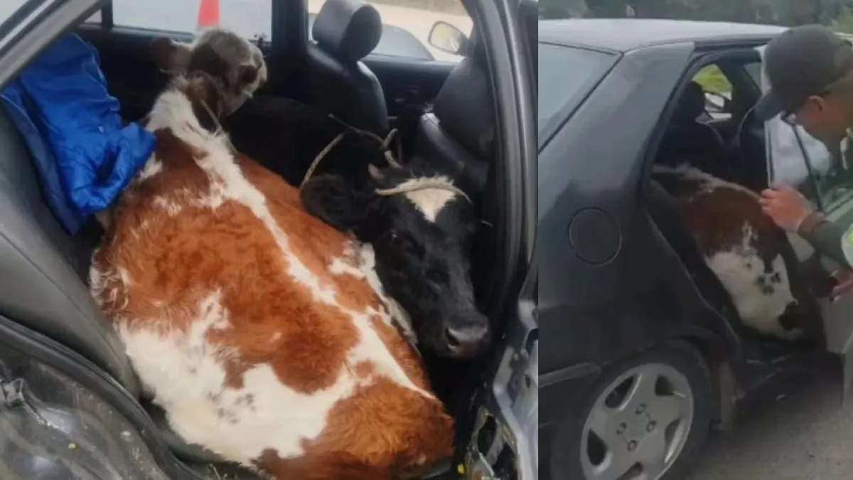 Policía detiene carro en Boyacá con dos terneros adentro; al parecer eran robados: indignación por el maltrato animal