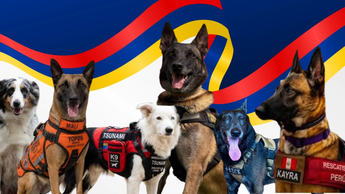 De Bogotá a La Guaira: así trabaja Dastan, el perro colombiano enviado para encontrar sobrevivientes del terremoto en Venezuela