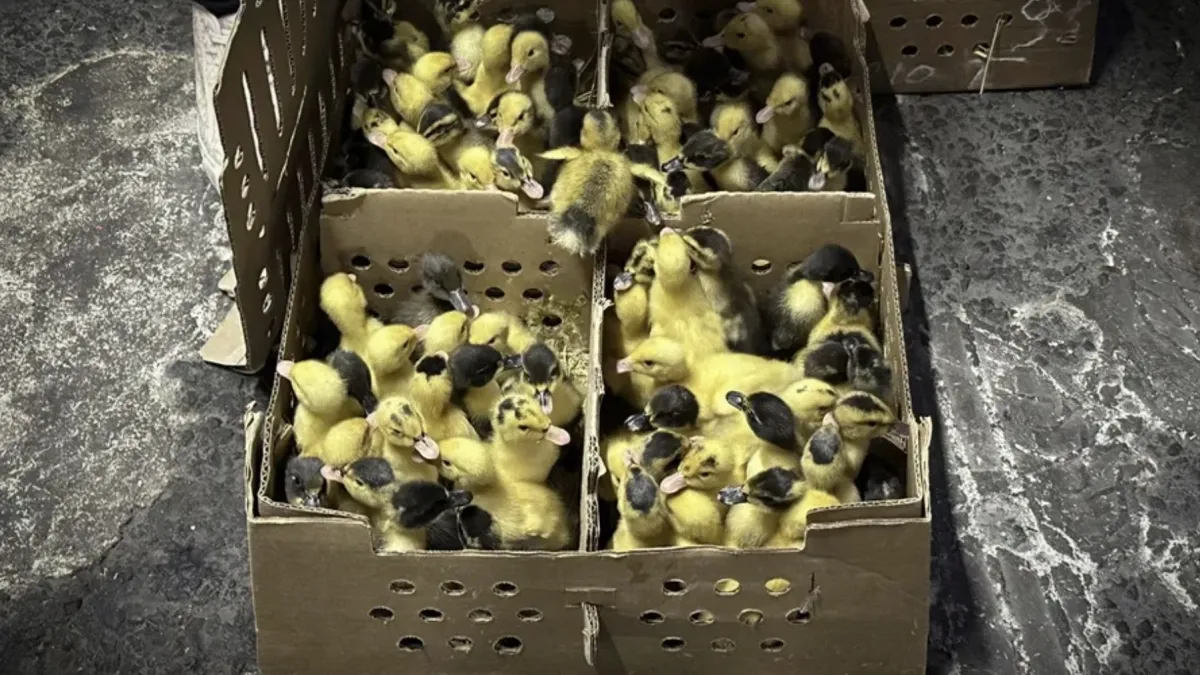 El disparo de las ventas de pato Merlín, la moda del Mundial que preocupa a los animalistas en México: ¿qué pasará con ellos tras el evento deportivo?