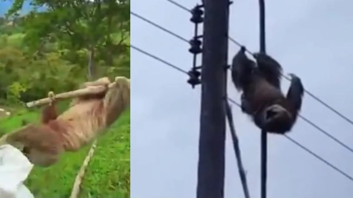 Rescate a tiempo salva a un oso perezoso atrapado en una red eléctrica en Santander