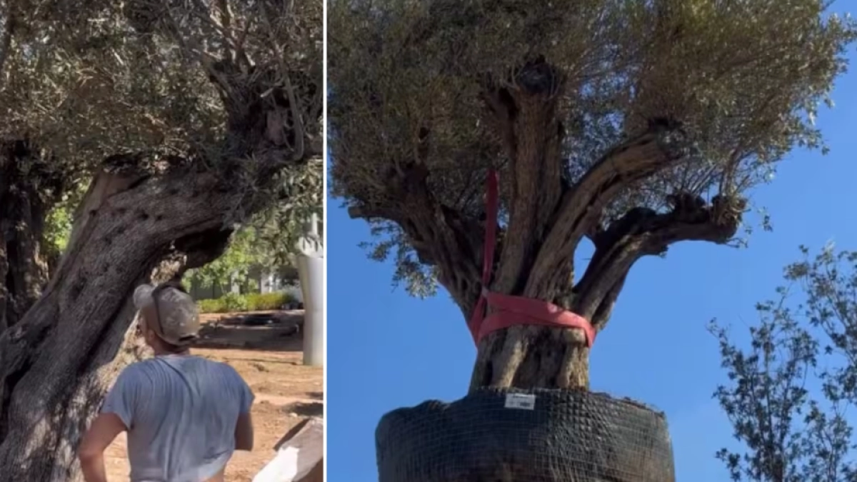 Trasladaron un olivo de 500 años y 6.000 kilos a un jardín privado en Valencia: así consiguieron moverlo sin dañarlo
