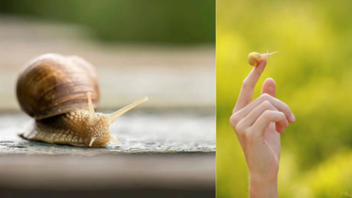 Si ve un caracol merodeando por su casa o jardín, le contamos lo que significa y por qué es bueno