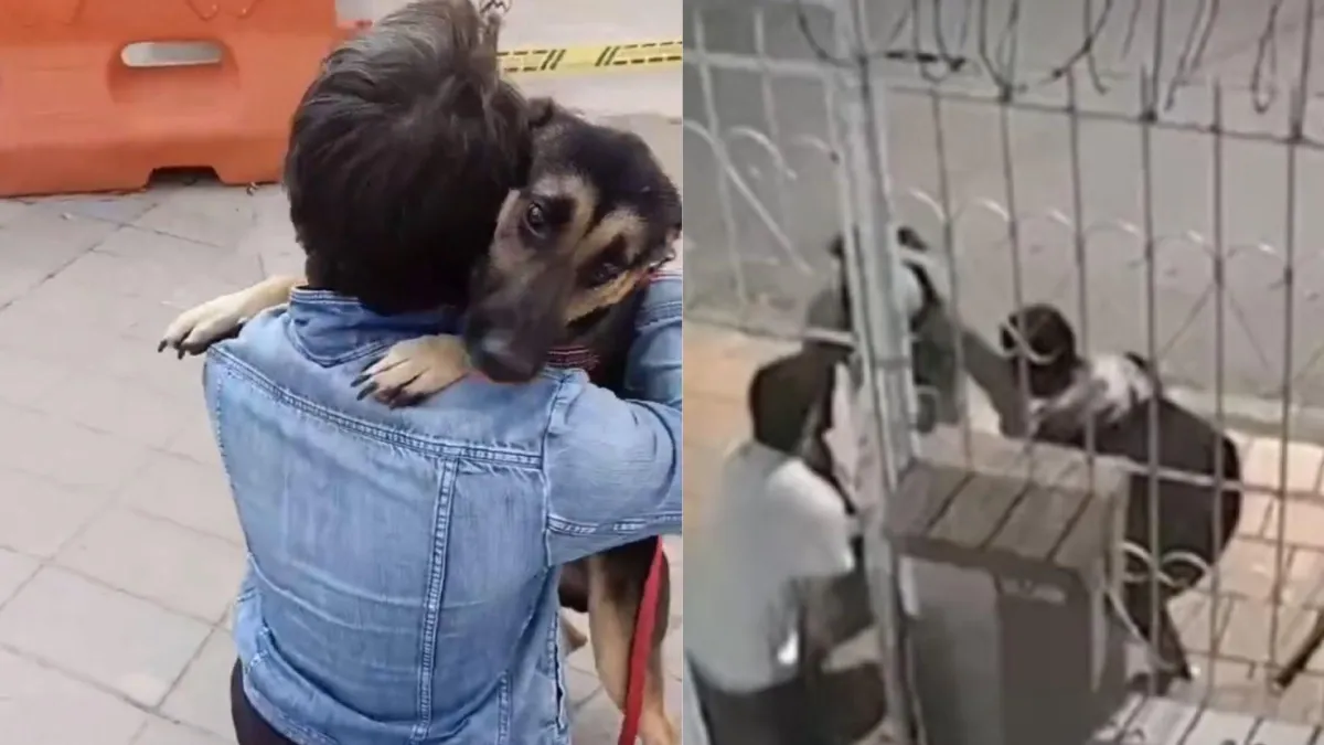 Apareció 'Guaro': así fue como el actor Jorge Hugo Marín recuperó a su perro, que había sido robado por delincuentes en su casa en Bogotá