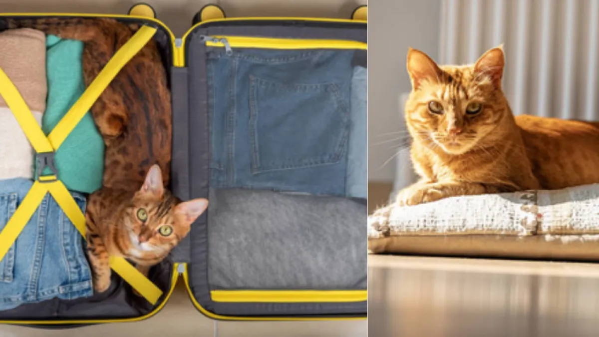 No es solo comodidad: este es el motivo por el que los gatos duermen sobre la ropa de sus dueños