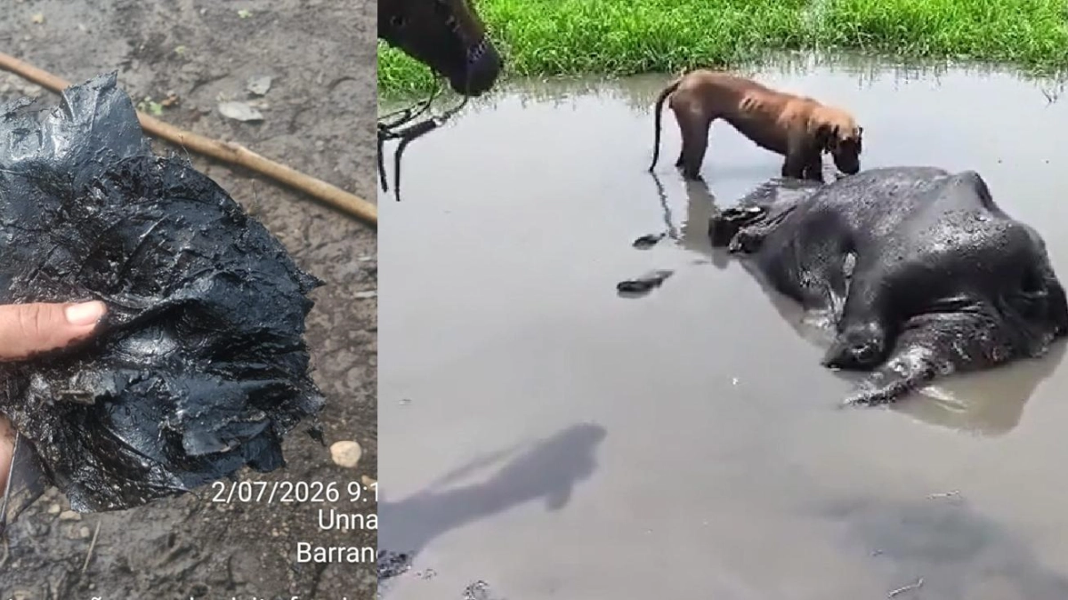Impresionantes videos de búfalos muertos en importantes ciénagas de Barrancabermeja: ¿qué está pasando con la contaminación y los hidrocarburos?