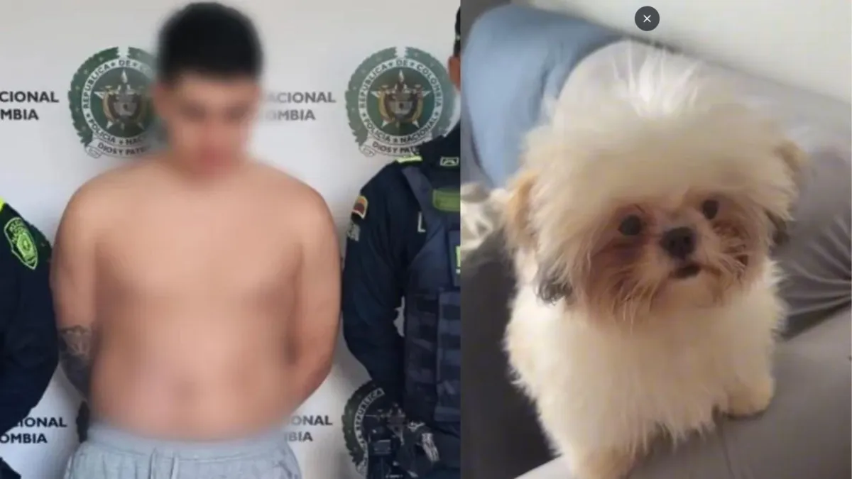 Envían a la cárcel a hombre señalado de arrojar a la perrita Princesa desde un octavo piso tras agredir a su pareja en Risaralda: cargos que enfrenta