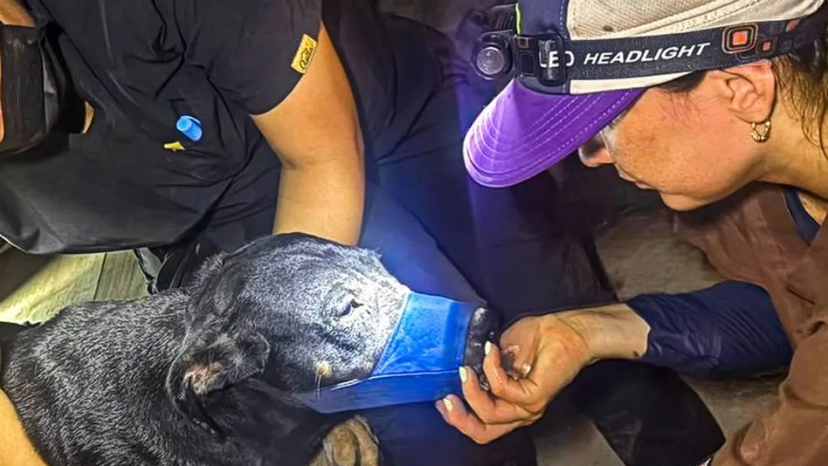 ¿Cómo donar comida y otras ayudas para los animales víctimas del terremoto en Colombia?