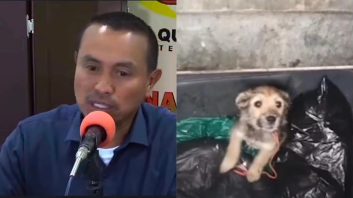 Polémica en Quinchía por propuesta de multar a quien alimente perros callejeros