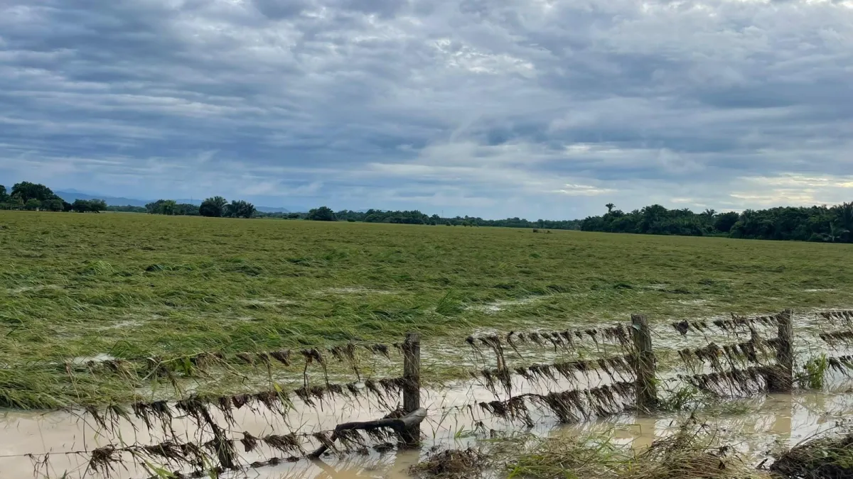 Lluvias impactan miles de hectáreas de arroz listas para cosechar: gremio pide 'salvavidas financiero' al Gobierno Petro