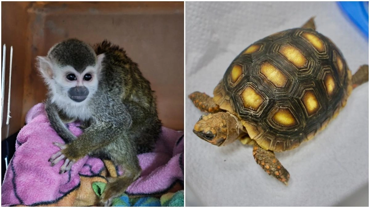 ¿Sabía que tener un animal silvestre como mascota puede costarle una multa de más de 400 mil pesos y hasta 11 años de prisión? Esto dice la ley