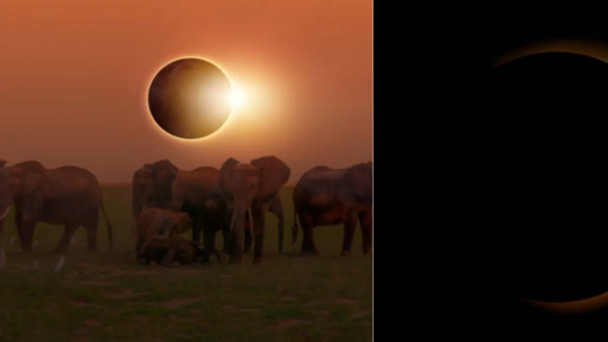 Eclipse solar agosto 2026: qué ocurre con los animales y cómo altera sus ciclos naturales