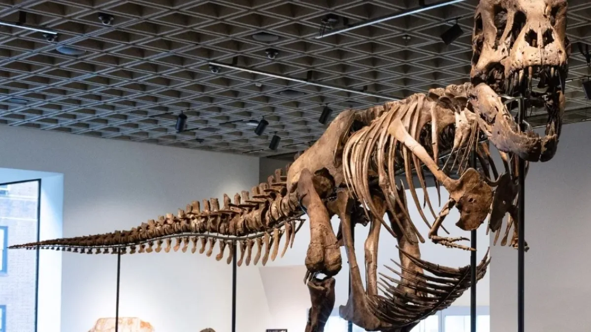 Un esqueleto de T. Rex se vendió por un récord de 50,1 millones de dólares en una subasta en Nueva York