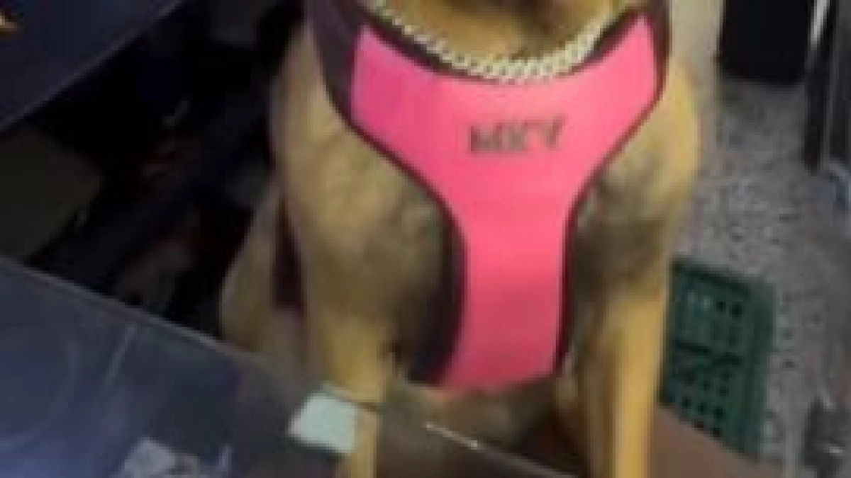 En video | 'Guerra', la perrita paisa que atiende una tienda en Antioquia y recomienda un líquido para el 'guayabo' a sus clientes