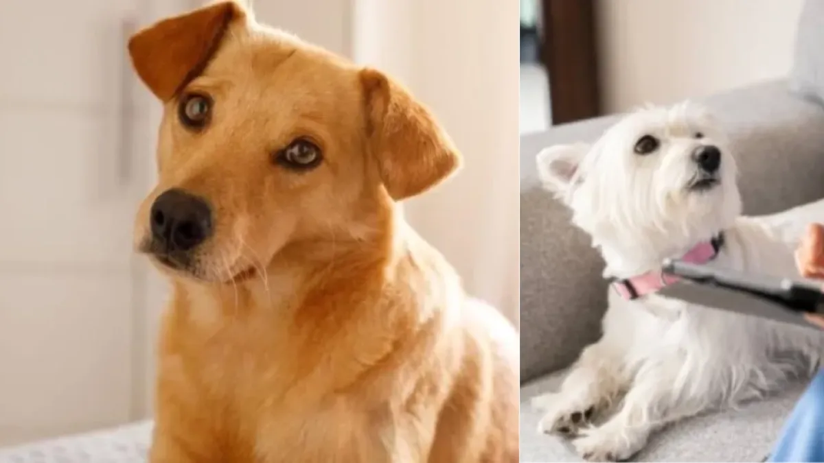 Mientras en Colombia las mascotas andan libres en casa, en Japón las reglas de convivencia son distintas: estas son las diferencias en ambos países