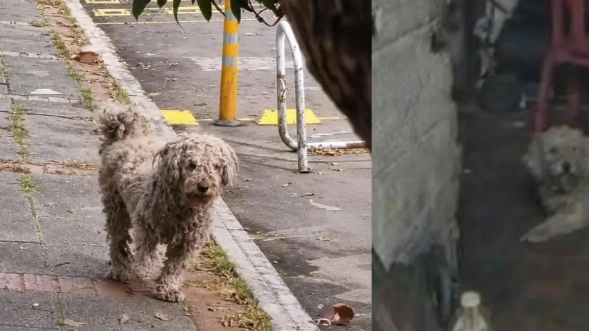 Alcaldía de Bogotá ubicó al perrito que deambulaba sin una pata por las calles de Teusaquillo: se llama Dimitri y será atendido