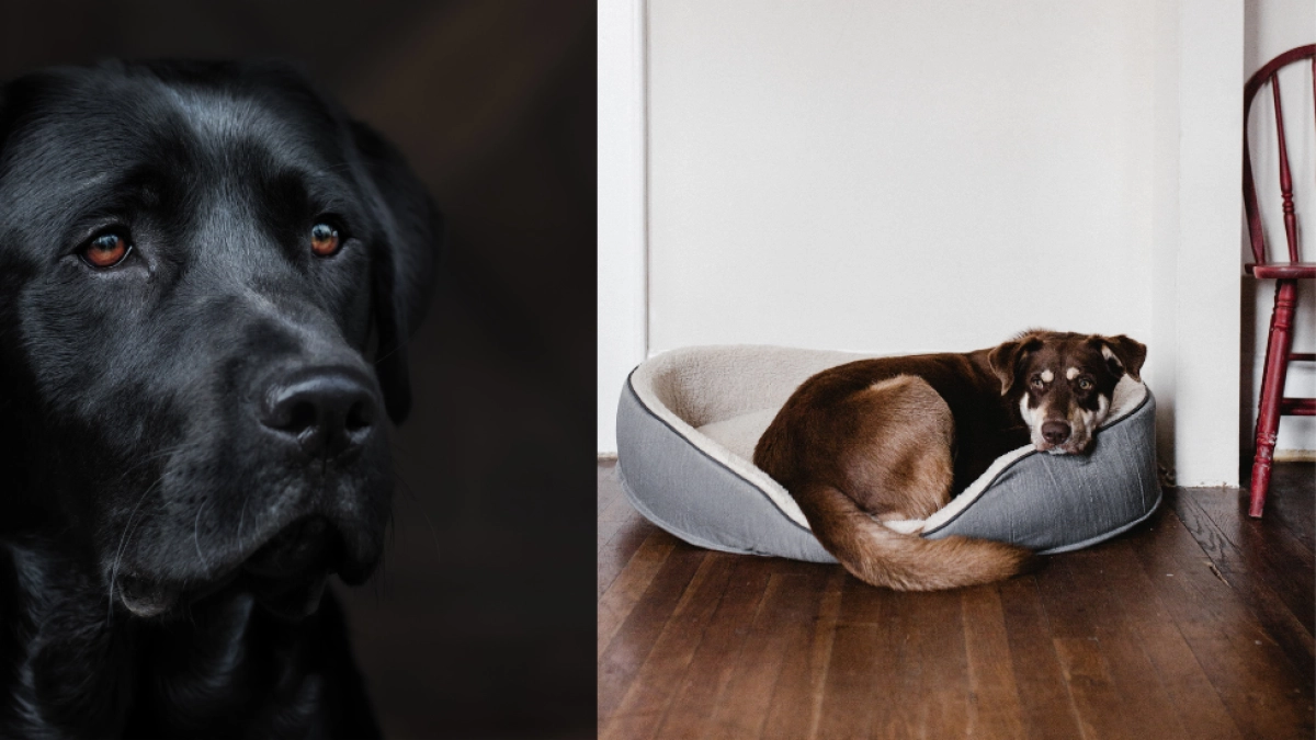 ¿Los perros sufren depresión y ansiedad? Causas, síntomas y tratamiento en el Día Internacional del Perro