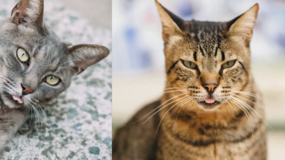 ¿Su gato se quedó con parte de la lengua afuera? Esto significa el curioso gesto