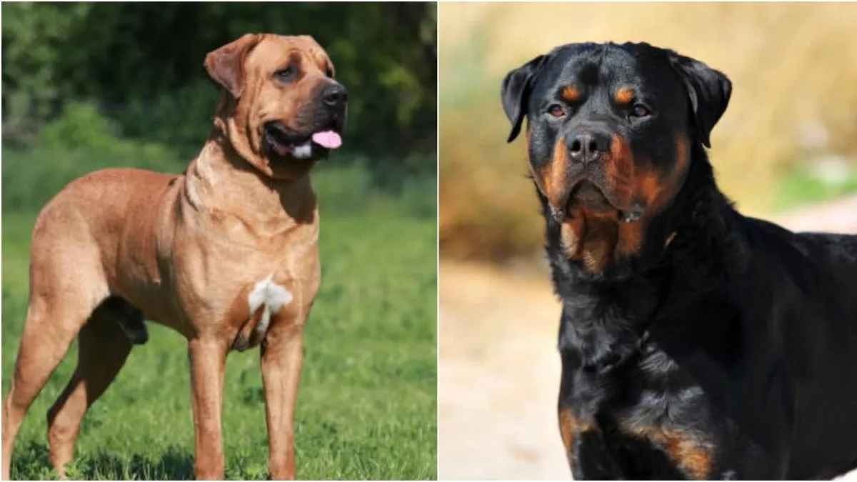 ¿Tiene un perro de manejo especial? Ahora deberá registrarlo para poder transitar con él por las calles de Bogotá