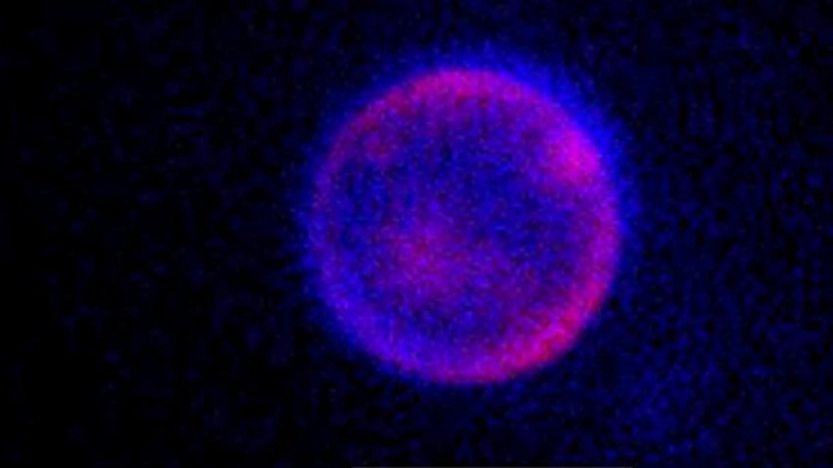Crean la primera célula sintética desde cero capaz de crecer, dividirse y evolucionar: imita las funciones esenciales de la vida
