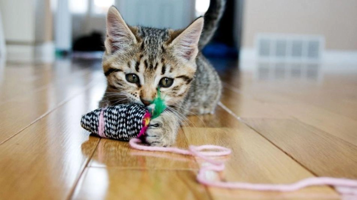 Por qué los hilos y cordones representan un peligro para los gatos y cómo prevenir riesgos