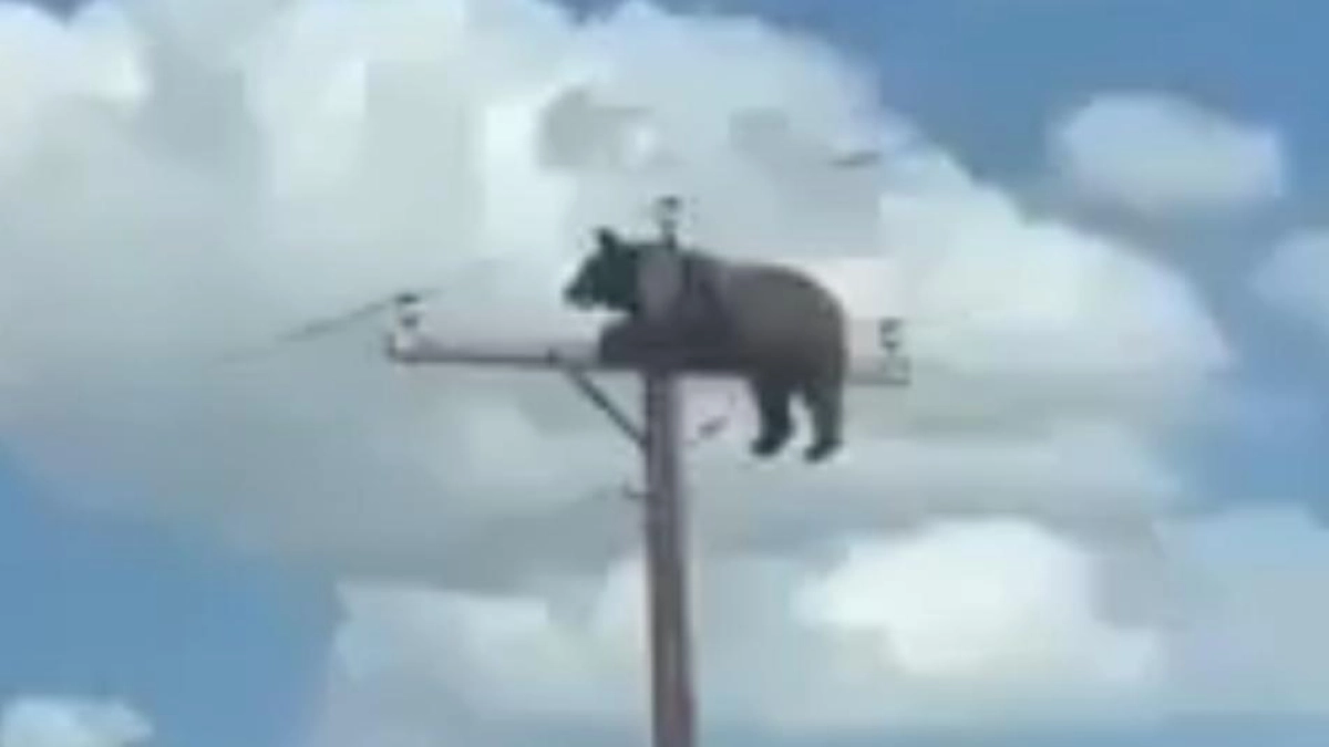 ¿Cómo llegó hasta ahí? Oso trepó un poste de luz, quedó atrapado y murió electrocutado en Estados Unidos