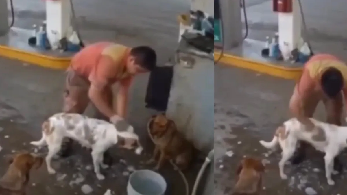 Lo despidieron por bañar perritos callejeros en su hora del almuerzo, pero la empresa se arrepintió al ver la viralidad del video
