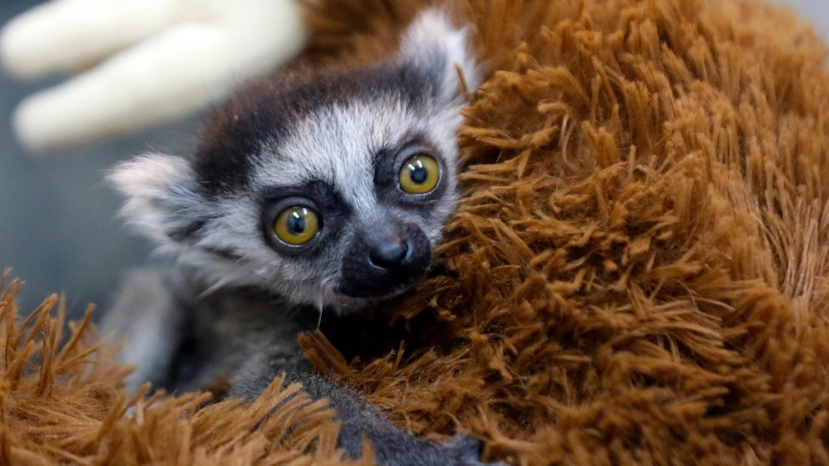 Cría de lémur sobrevive en el Zoológico de Cali aferrada a un pequeño peluche que sustituye el calor de su madre: 'Tenía períodos de separación'
