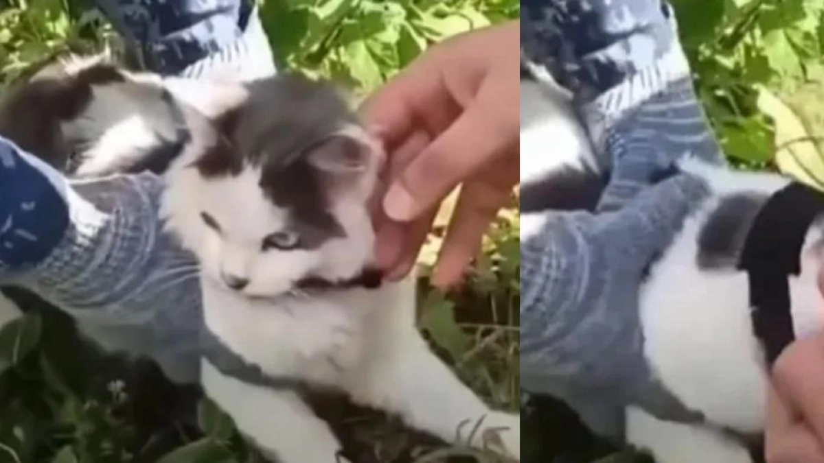 Capturan a un gato que intentaba ingresar a una cárcel de Rusia con drogas ocultas en dos collares
