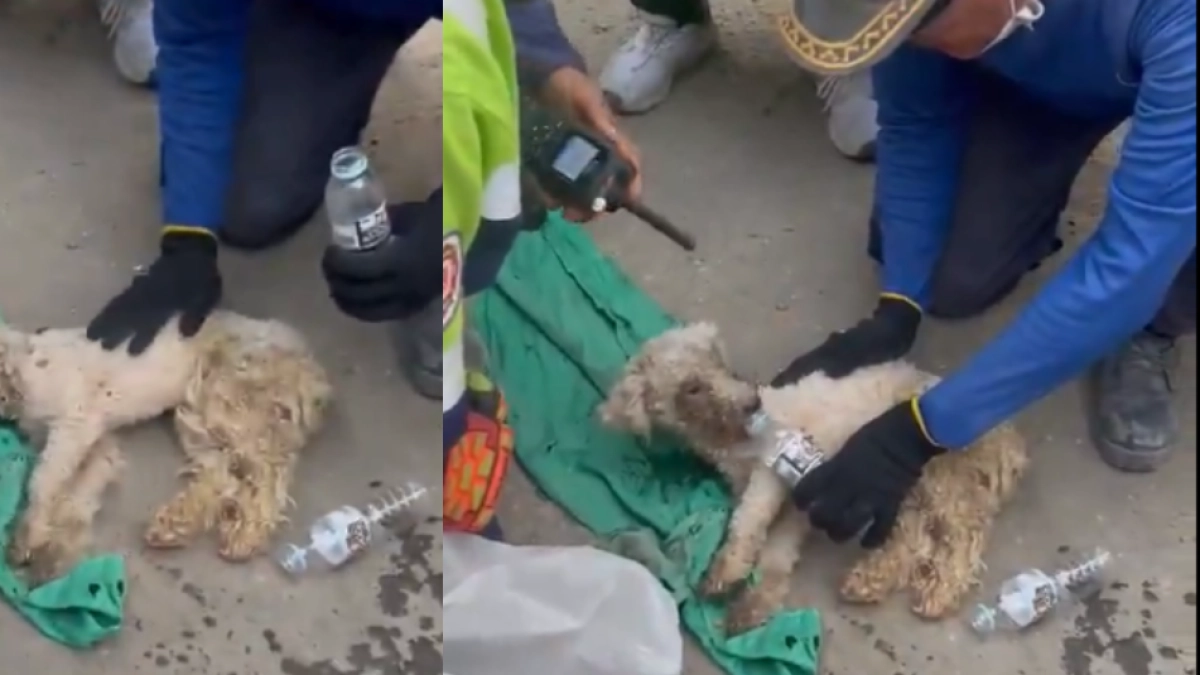 Video | Rescatan a perrita que permaneció 29 días bajo los escombros tras terremotos de magnitud 7,2 y 7,5 en Venezuela: este es su estado de salud