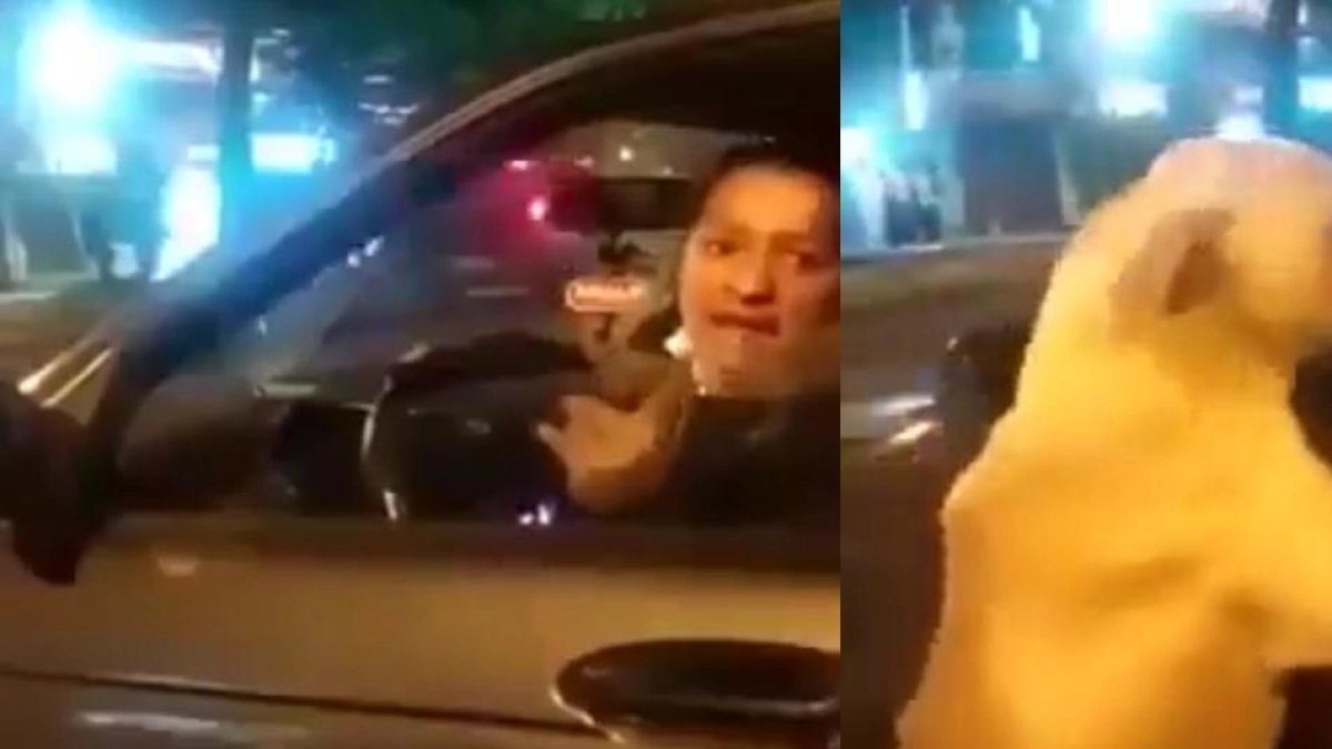 Perrito siguió durante seis cuadras el carro de su dueña y desató indignación: ‘¿Por qué no lo ponen en adopción?’