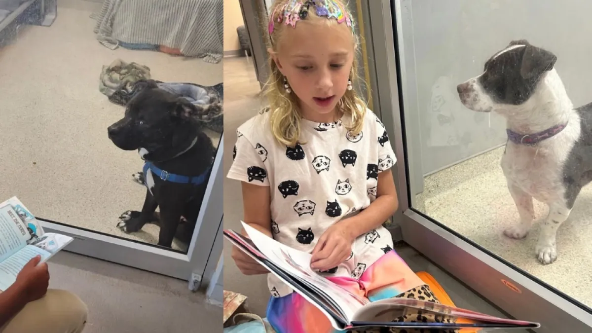 Niños le leen a perros y gatos abandonados mientras los acompañan en el proceso de adopción