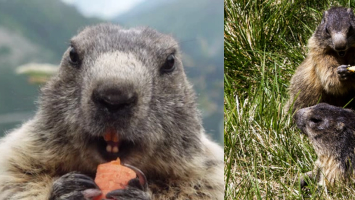 Científicos abren un 'OnlyMarms': fotos de marmotas en la 'red social azul' para financiar su trabajo, tras recorte ordenado por Donald Trump